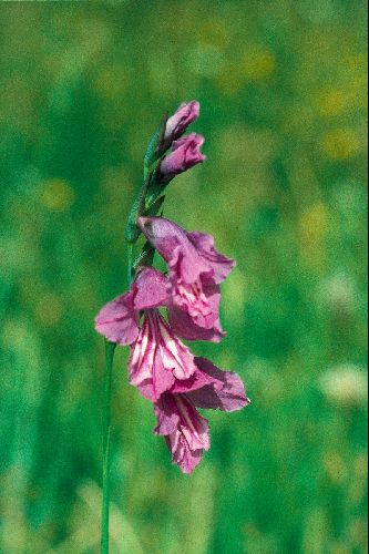 Gladiolus imbricatus